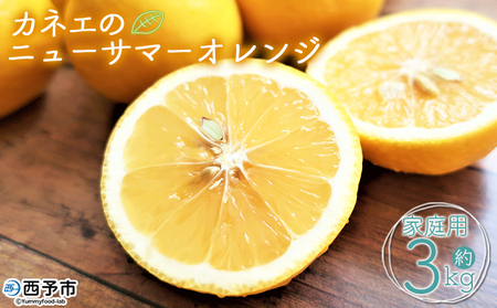 ＜カネエの西宇和産 越冬完熟ニューサマーオレンジ 家庭用 3kg前後＞ 家庭用 農家直送 果物 くだもの フルーツ ミカン 日向夏 小夏 食べて応援 特産品 いのうえ農園 愛媛県 西予市 【常温】『2026年5月上旬～5月中旬迄に順次出荷予定』MIN0004
