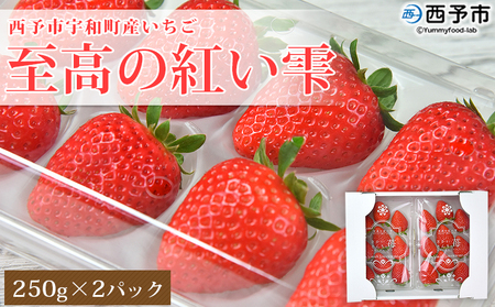 ＜いちご 至高の紅い雫 500g(250g×2パック)＞ 西予市宇和町産 果物 苺 イチゴ フルーツ 食べて応援 特産品 さかいさんちの苺 愛媛県 西予市【冷蔵】『2025年12月中旬～2026年5月末迄に順次出荷予定』UUI0001