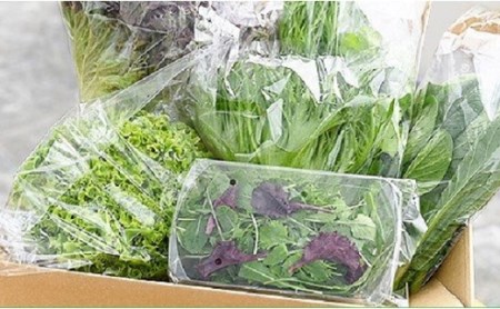 水耕 栽培 新鮮 葉物 野菜 Bセット GreensFarm ホタル サラダ  和え物 岐阜県 美濃加茂市【2026年11月上旬～2027年6月上旬発送予定】