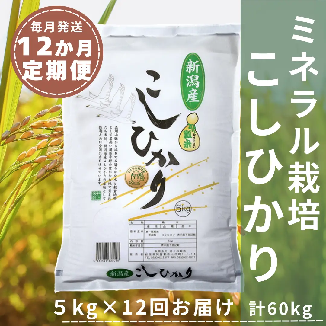 【令和7年産】12ヶ月定期便 ミネラル栽培こしひかり 5kg×12回 計60kg 白米 精米 井上米穀店  新潟県 米 こめ コメ 1I04181