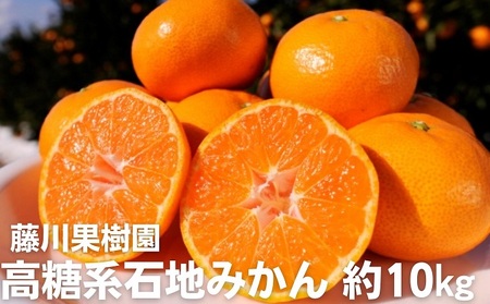 2026年冬よりお届け 高糖度系石地みかん 約10kg 果物類 柑橘類 フルーツ ミカン 蜜柑 くだもの 