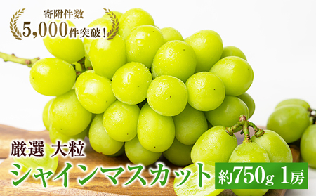 大粒 特選 大房シャインマスカット 約750g 1房 ぶどう 果物 フルーツ 種なし 