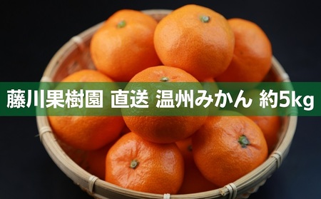 2026年秋よりお届け フジカワ温州みかん 約5kg フルーツ 果物類 柑橘類 ミカン 蜜柑 くだもの 