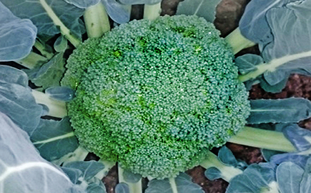 鮮度抜群！ブロッコリー 約2.5kg 野菜 野菜セット 