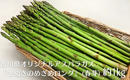香川県オリジナルアスパラガス「さぬきのめざめロング」(春芽)約1kg 野菜 野菜セット 