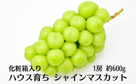 ハウス育ち シャインマスカット約600ｇ　1房化粧箱入り 果物類 フルーツ 果物 ぶどう 葡萄 約600g 