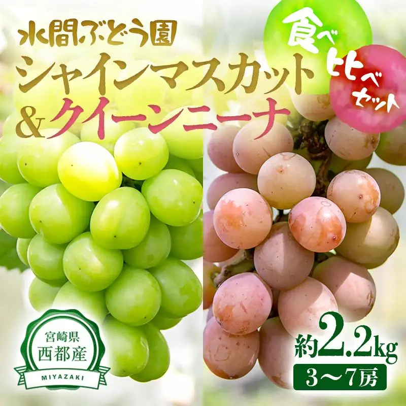 【先行予約】シャインマスカット＆クイーンニーナ 2.2kg 食べ比べセット 西都産完熟ぶどう 水間ぶどう園＜16-4a＞