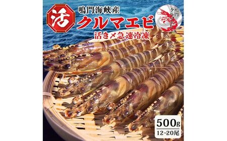 活〆 急速冷凍 クルマエビ 500g　【冷凍発送】