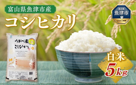 【令和7年度米】富山県 うおづ産米「コシヒカリ」5kg（精米）｜こしひかり こめ コメ お米 おこめ 白米 精米 雪解け水 香り うまみ あまみ 冷めても 美味しい おにぎり お弁当 高品質 魚津市 ※2025年10月上旬～2026年8月下旬頃に順次発送予定 ※北海道・沖縄・離島への配送不可