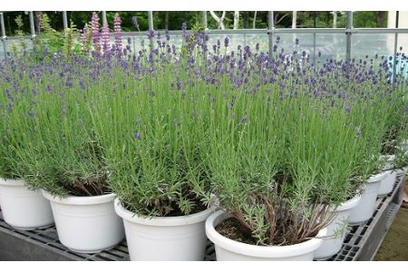 【2026年発送】ラベンダー鉢植えセット（鉢植え1鉢、ポプリ）【AA-002】