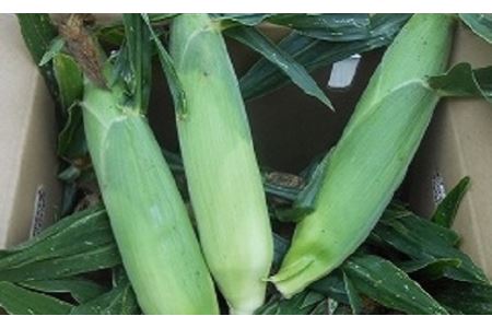 有機とうもろこし　10本【AN-006】