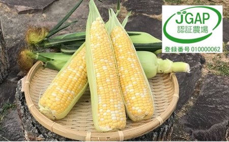 【2026年発送】しあわせの黄色いコーンバイカラー12本入【AQ-001】