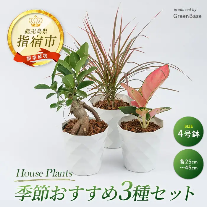 2026年3月中旬～発送【観葉植物】季節おすすめ3種セット4号鉢×3 Green Base IB003-010 観葉植物 ※北海道・沖縄・離島配送不可