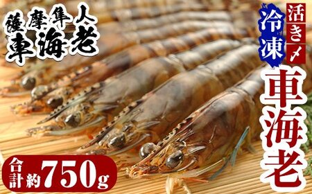 D-004 活き〆冷凍車海老「薩摩隼人車海老」6パック【MBC開発】霧島市 えび 冷凍 海老 エビ 車エビ 刺身 調理 小分け