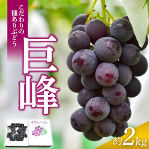 こだわりの種あり巨峰　約2kg 2026年先行予約（2026年発送分）ぶどう ［034K01］