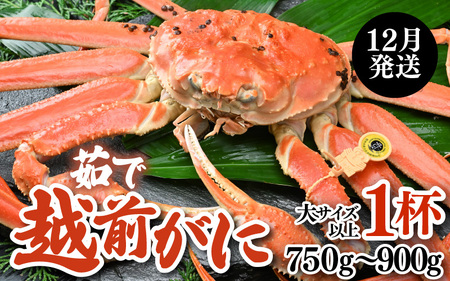 【先行予約】【12月発送限定】茹で越前がに 1杯 750g～900g（大サイズ以上）《新鮮！茹でたてを発送》／ 高級 福井 ブランド ズワイガニ 黄色タグ ボイル 冷蔵 蟹 カニ 期間限定【年内発送 12月23日受付まで】※2026年12月上旬～2026年12月25日の間で発送予定 [aw002-x003_12]