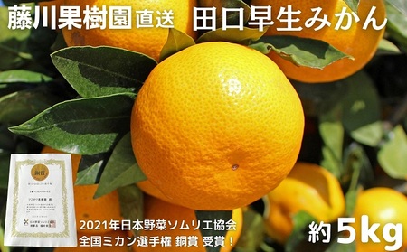 2026年秋よりお届け 田口早生みかん　約5kg 果物類 柑橘類 柑橘 ミカン フルーツ 蜜柑 くだもの 