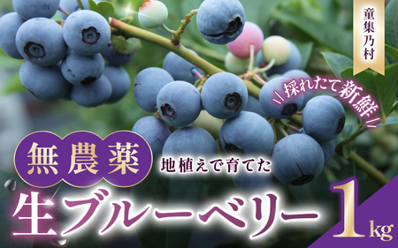 無農薬 ブルーベリー 生果 1kg ベリー【mnak0001A】