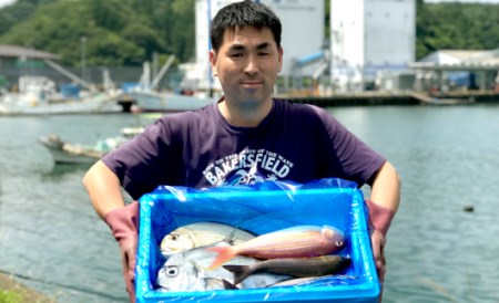 新鮮土佐魚 詰合せセットA 海鮮 海鮮
