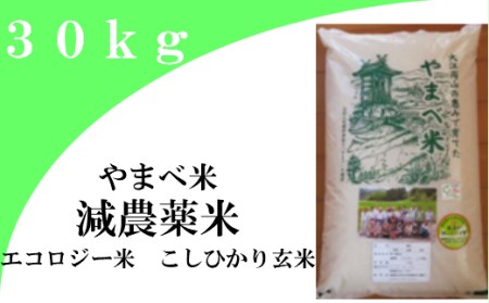 【玄米】減農薬米（ こしひかり １００％）３０ｋｇ【令和7年産 2025年産 お米 こめ コシヒカリ 30kg 米 玄米 エコロジー米 エコファーマー認定 減化学肥料 ダイエット 島根県産 大田市産】