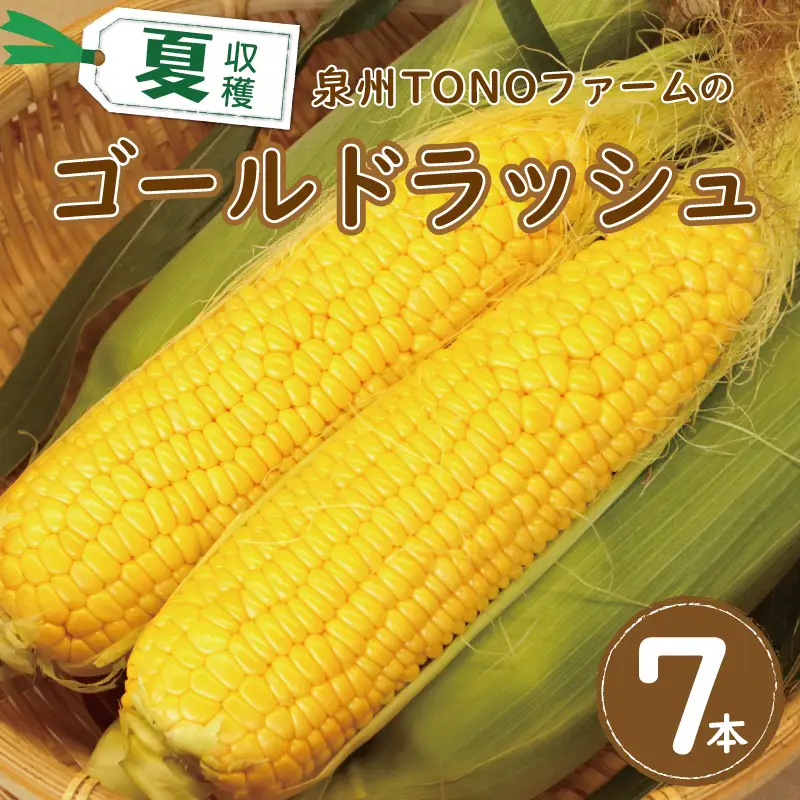 【先行予約】ゴールドラッシュ 7本