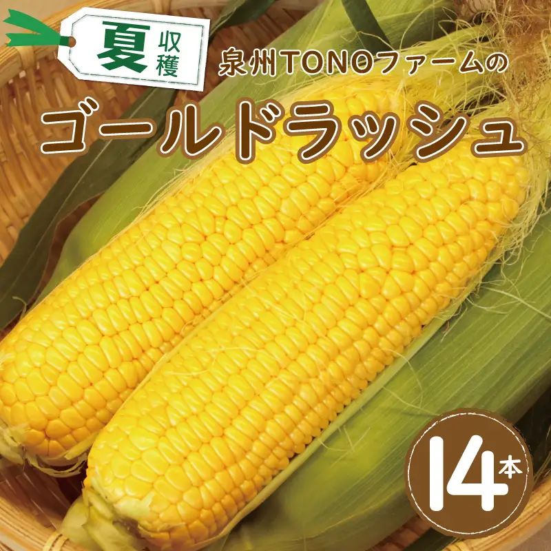 【先行予約】ゴールドラッシュ 14本