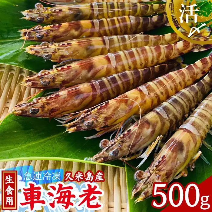 車海老【久米島漁協】活〆冷凍車海老　生食用500g  車えび 海鮮