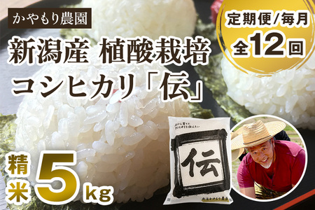 【令和7年産】【定期便12ヶ月毎月お届け】新潟産コシヒカリ「伝」白米真空パック 精米5kg 《9月下旬～順次出荷》 かやもり農園