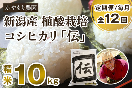 【令和7年産】【定期便12ヶ月毎月お届け】新潟産コシヒカリ「伝」白米真空パック 精米10kg（5kg×2）《9月下旬～順次出荷》 かやもり農園