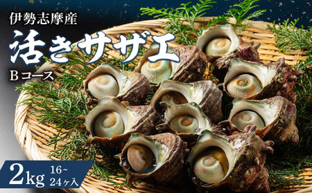 活きサザエ Bコース 2kg（16～24ヶ入り）山金商店 サザエ