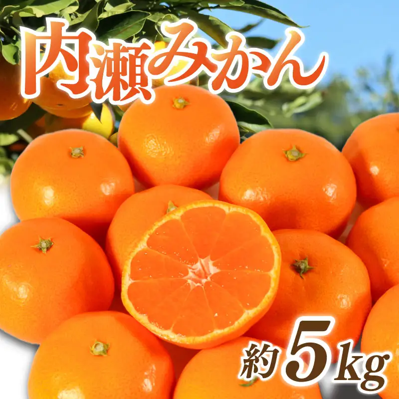 先行予約 内瀬みかん 約5kg アサヒ農園 / みかん 