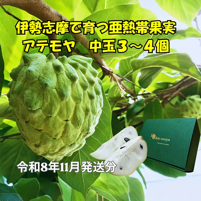 伊勢志摩産 アテモヤ 中玉3～4個 約1.2kg やまで農園 令和8年11月