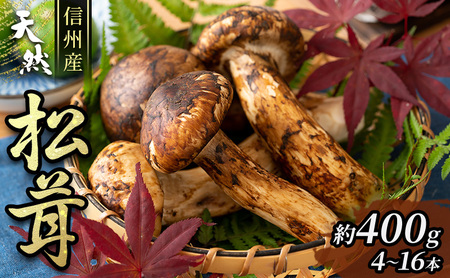 信州産「天然松茸」（約400g/4〜16本） 野菜 きのこ まつたけ