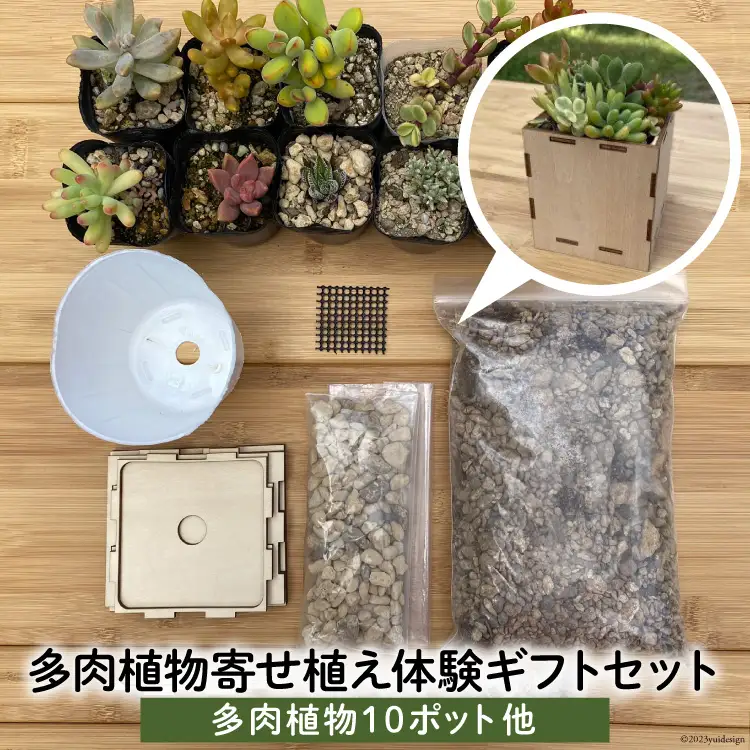 安心やすらぎ共和国 OASIS REPUBLIC -SUNAGAWA BASE- 片桐農園×空知単板工業 『多肉植物寄せ植え体験ギフトセット』 [オアリパ 北海道 砂川市 12260374] 