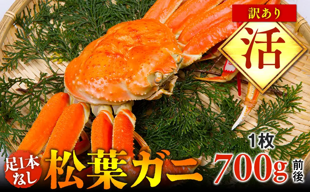 【活】足1本なし 訳あり 松葉ガニ 中1枚（700g前後）| カニ 松葉ガニ タグ付き 【着日指定不可】※2026年11月上旬～2027年3月下旬頃に順次発送予定 | カニ 松葉ガニ