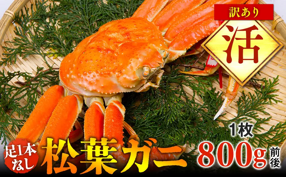 【活】足1本なし 訳あり 松葉ガニ 大1枚（800g前後）| カニ 松葉ガニ タグ付き【着日指定不可】※2026年11月上旬～2027年3月下旬頃に順次発送予定
