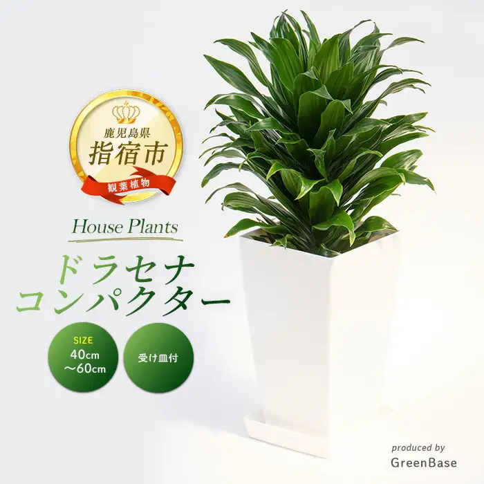 2026年1月中旬～発送【観葉植物】ドラセナ コンパクター40cm～60cm Green Base IB003-036 観葉植物 ※北海道・沖縄・離島配送不可