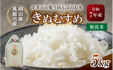贈答にもOK 【令和７年産】 きぬむすめ 無洗米 ５kg 【tkns007-01-cho】