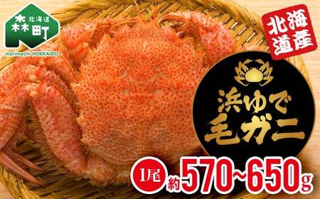 【北海道産】浜ゆで大毛ガ二 約570g～650g×1尾 ＜道産ネットミツハシ＞ かに カニ 蟹 ガニ がに 森町 ふるさと納税 北海道 毛蟹 毛かに 毛ガニ 毛カニ mr1-0807