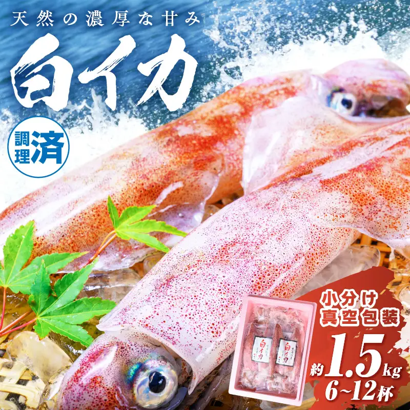 【先行予約】白イカケンサキ正味1.5kg しろいか