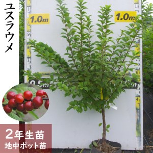 ユスラウメ(山桜桃) 2年生 苗木 ＜すだ農園＞