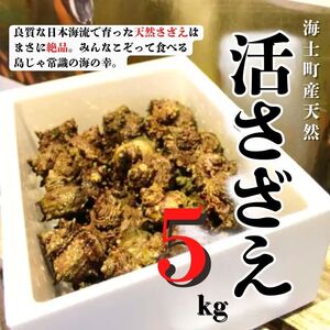 【現在入荷次第順次発送中！】【島獲れ活さざえ5㎏セット】日本海の離島の新鮮なさざえを約50匹お届けします! 【冷蔵便 サザエ 栄螺 貝 海鮮　BBQ さざえご飯 壺焼き 刺身】