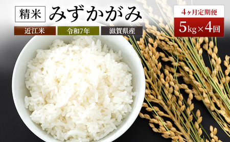 【寄附額見直しました】 定期便 米 5kg×4ヶ月 みずかがみ 豊かな郷の近江米 令和7年産 米 こめ