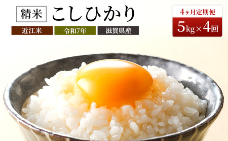 【寄附額見直しました】定期便 米 5kg×4ヶ月 コシヒカリ 豊かな郷の近江米 令和7年産 こめ