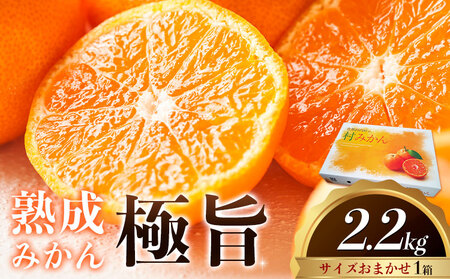 みかん 熟成みかん 極旨 1箱 2.2kg