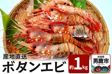《2026年6月上旬より発送》産地直送 ボタンエビ 約1kg！ ぷりっぷりでとろける甘さ お刺身や海鮮丼に 秋田県 男鹿市 萬漁水産