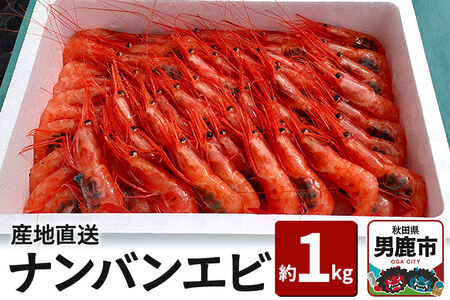 産地直送 ナンバンエビ 約1kg！ ぷりっぷりでとろける甘さ お刺身や海鮮丼に 秋田県 男鹿市 萬漁水産