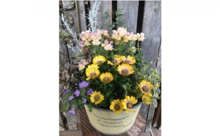 季節の 寄せ植え | フローリスト カモノ花園 おまかせ 季節 お花 花 植物 フラワー アレンジ M16S24