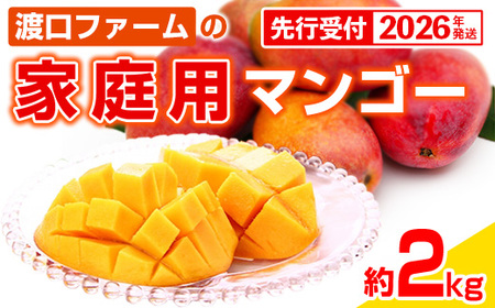 【先行受付】【2026年発送】渡口ファームの家庭用マンゴー約2kg - 先行予約 沖縄県産 産地直送 南国フルーツ 旬の味覚 季節の果物 ご自宅用 沖縄マンゴー 沖縄県 八重瀬町
