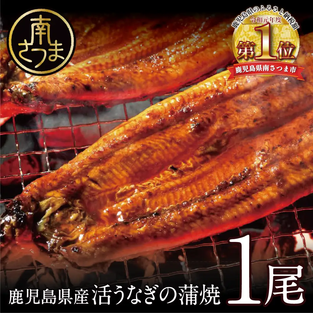 【鹿児島県産】活うなぎの蒲焼1尾 鰻 ウナギ 丑の日 グルメ うな重 うな丼 蒲焼 かば焼き お取り寄せ